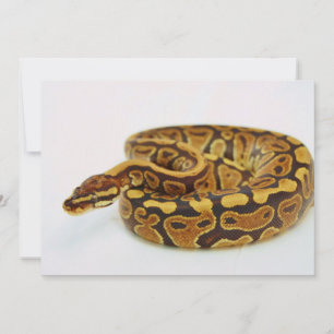 Yellow and Black Ball Python