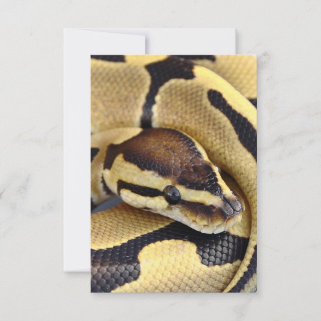 Yellow and Black Ball Python 3 (Front)