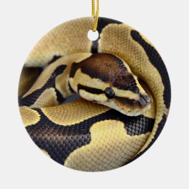 Yellow and Black Ball Python 3 Ceramic Ornament (Front)