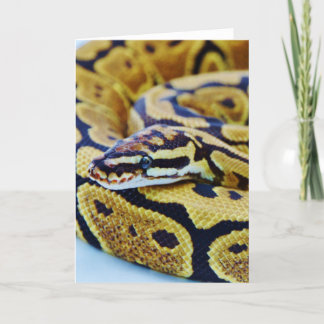 Yellow and Black Ball Python Resting Card