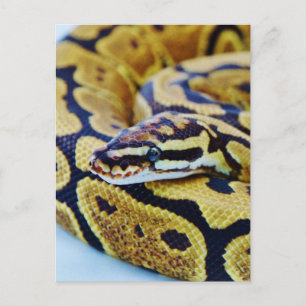 Yellow and Black Ball Python Resting Postcard