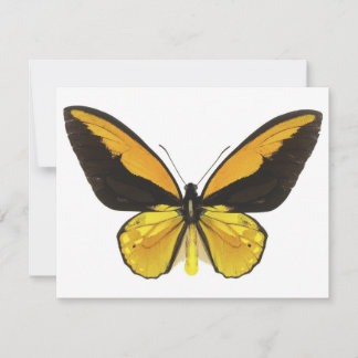 Yellow and Black Butterfly
