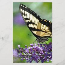 Yellow and Black Butterfly on Lavender