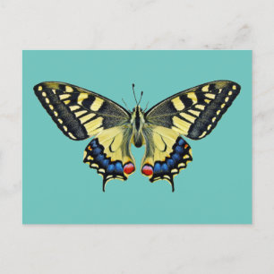 Yellow and black butterfly     postcard