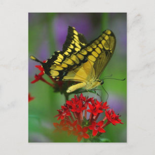 Yellow and Black Butterfly Postcard