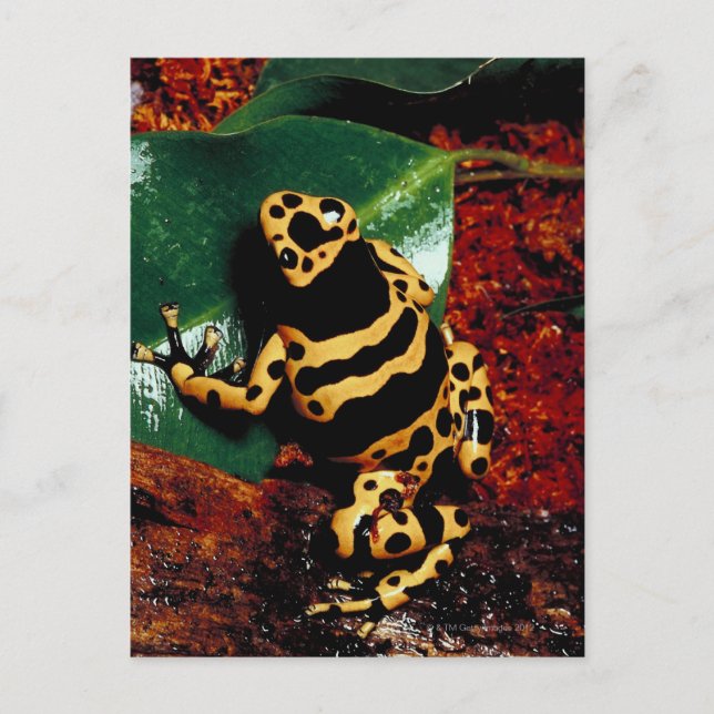 Yellow and Black Frog Postcard (Front)