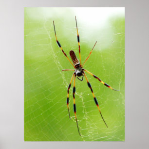 Yellow and Black Spider (Green Background) Poster