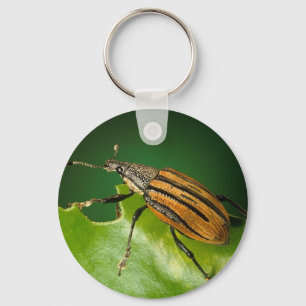 Yellow and black  striped weevils bettle keychain