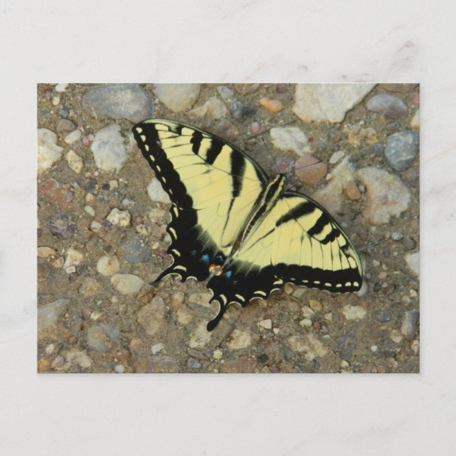 Yellow and Black Swallowtail Postcard (Front)
