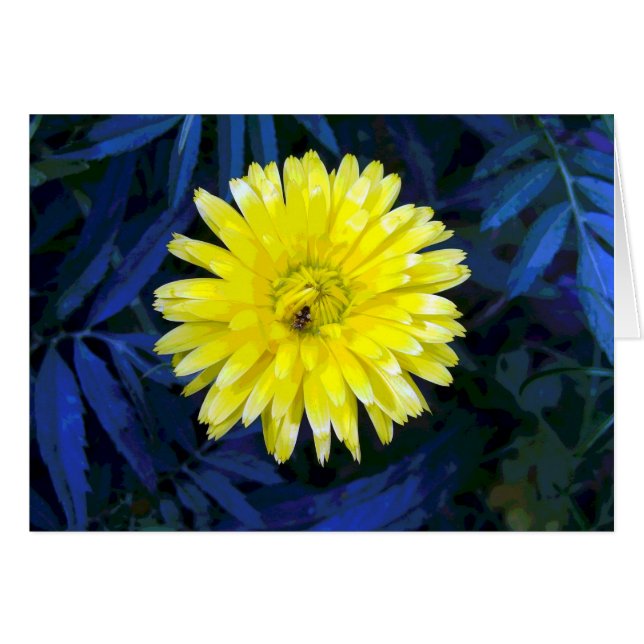 Yellow and Blue (Front Horizontal)