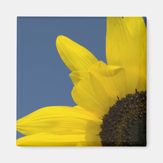 Yellow and Blue Sunflower Corner Magnet (Front)