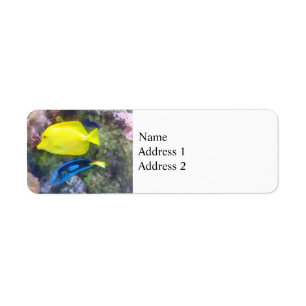 Yellow and Blue Tang Fish