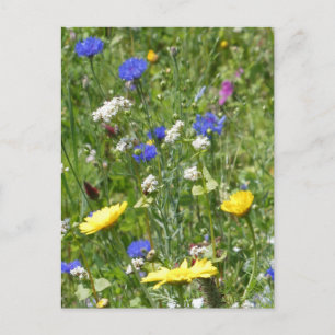 Yellow and Blue Wildflowers DIY Postcard