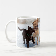 Yellow and Chocolate Labrador Retriever