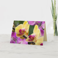 Yellow and Fushia Orchid
