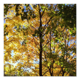 Yellow and Green Fall Foliage Photo Print