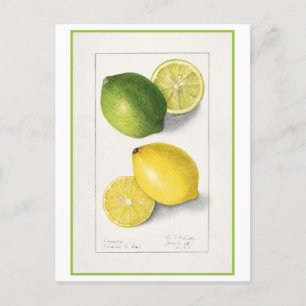Yellow and Green Lemon Vintage Watercolor Postcard