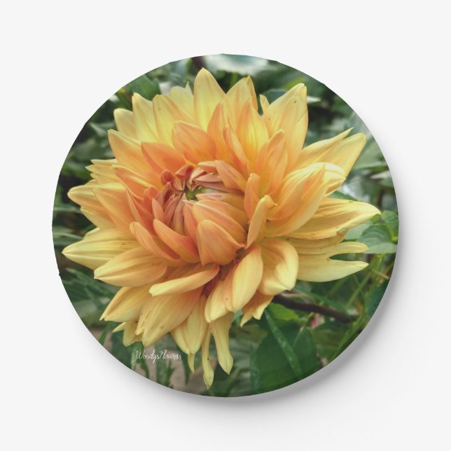 Yellow and orange dahlia on a paper plate (Front)