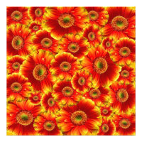 Yellow and Orange Gerbera Daisies