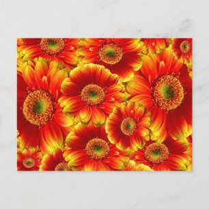 Yellow and Orange Gerbera Daisies Postcard