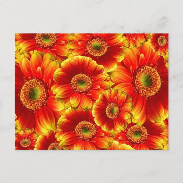 Yellow and Orange Gerbera Daisies Postcard (Front)