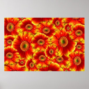 Yellow and Orange Gerbera Daisies Poster