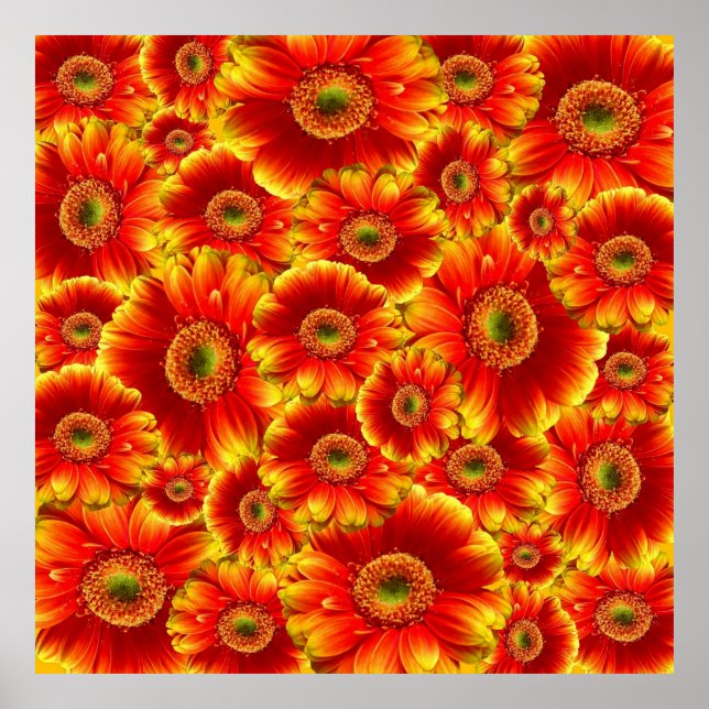 Yellow and Orange Gerbera Daisies Poster (Front)