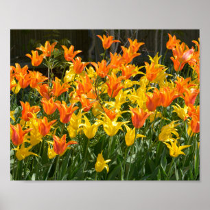 Yellow and orange tulip beds foil holiday poster