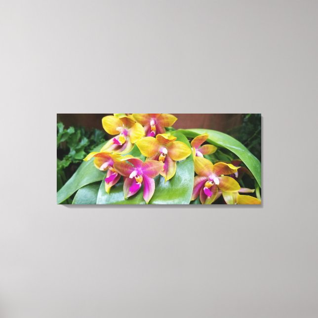 Yellow and Pink Orchid Flowers Canvas Print (Front)