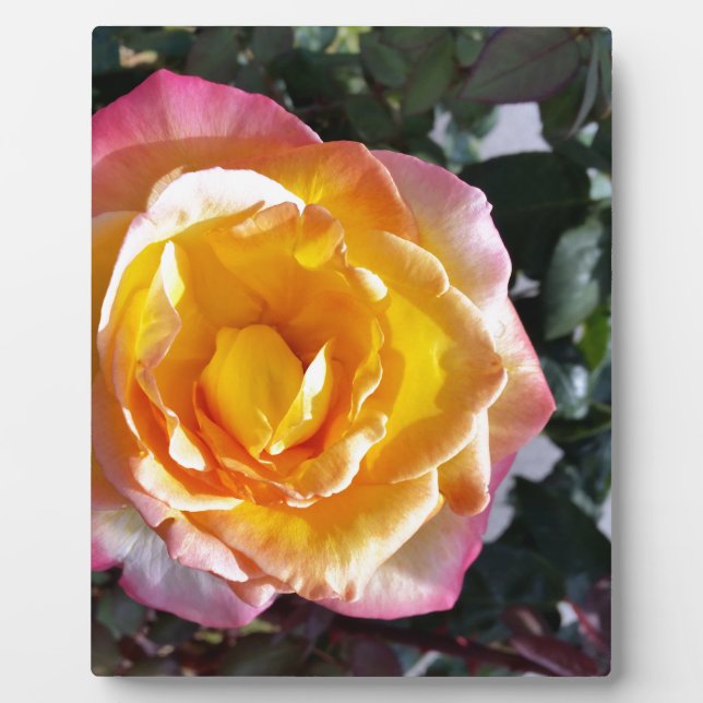 yellow and pink plaque (Front)