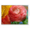 yellow and pink ranunculus