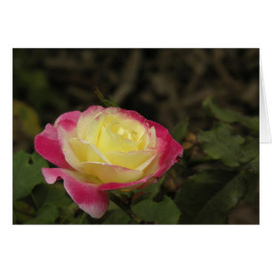 Yellow and Pink Rose