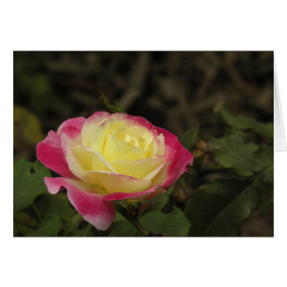 Yellow and Pink Rose