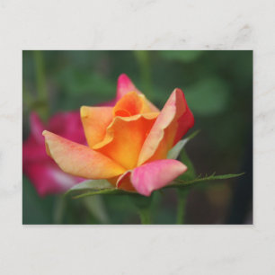 Yellow and Pink Rose Postcard