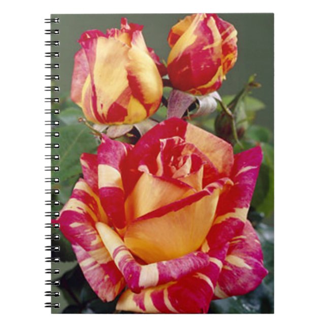 Yellow And Pink Roses Spiral Notebook (Front)