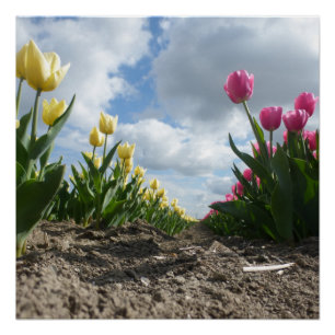 Yellow and Pink Tulips Row with Blue Sky Poster