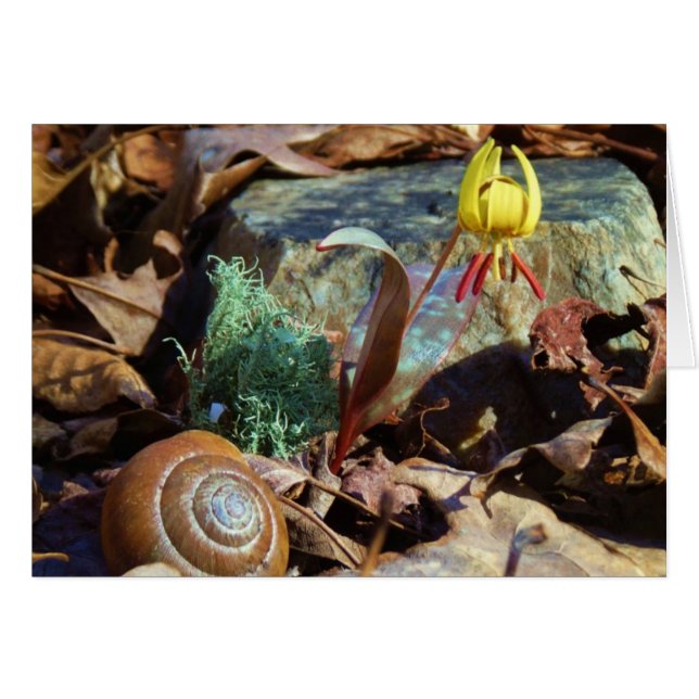 Yellow and Plum Trout Lily and Snail Shell (Front Horizontal)