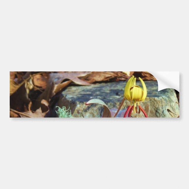Yellow and Plum Trout Lily and Snail Shell Bumper Sticker (Front)