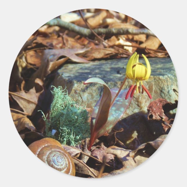 Yellow and Plum Trout Lily and Snail Shell Classic Round Sticker (Front)