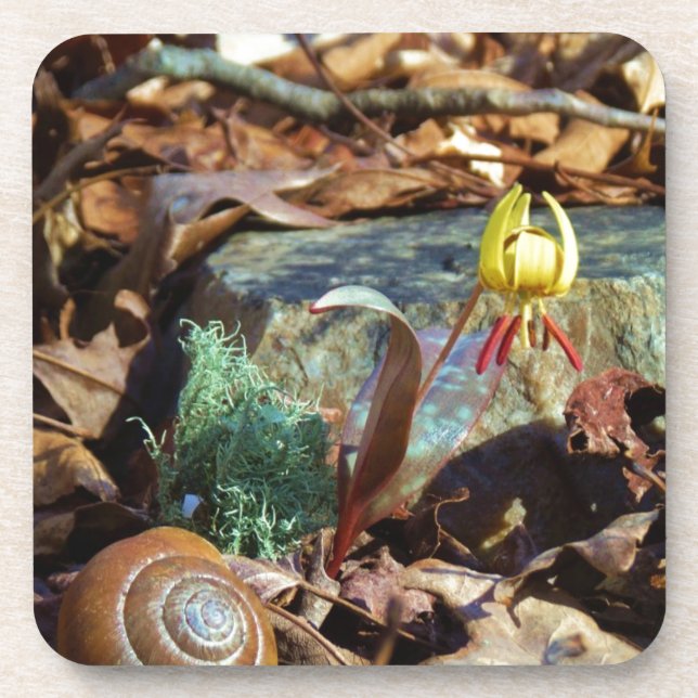 Yellow and Plum Trout Lily and Snail Shell Coaster (Front)