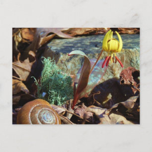 Yellow and Plum Trout Lily and Snail Shell Postcard