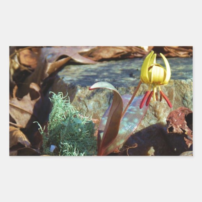 Yellow and Plum Trout Lily and Snail Shell Sticker (Front)