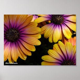 Yellow and Purple African Daisies Poster
