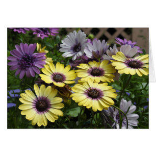 Yellow and Purple African Daisy Flowers