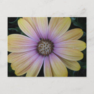 Yellow and Purple Daisy Flower Postcard