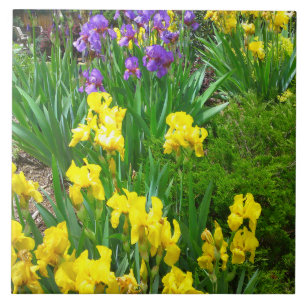 Yellow and Purple Iris Flower Patch Tile