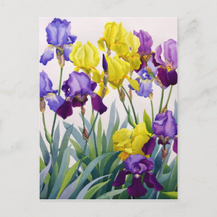 Yellow and Purple Irises Postcard