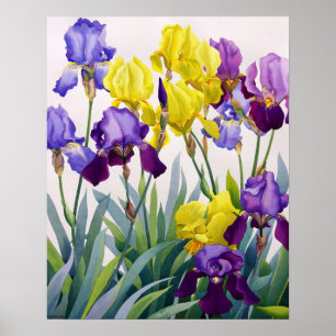 Yellow and Purple Irises Poster