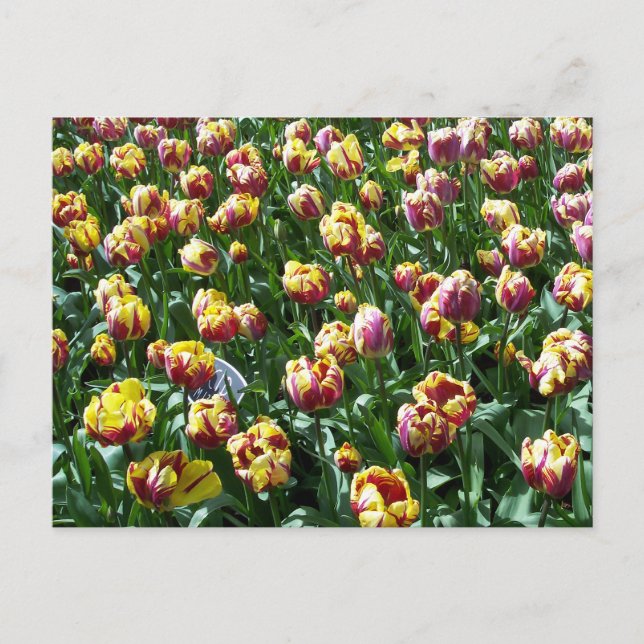 Yellow and Purple Tulips Postcard (Front)