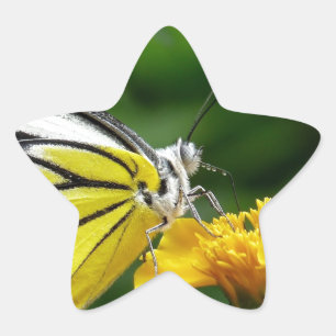 Yellow and Red Butterfly on Yellow Flower Star Sticker